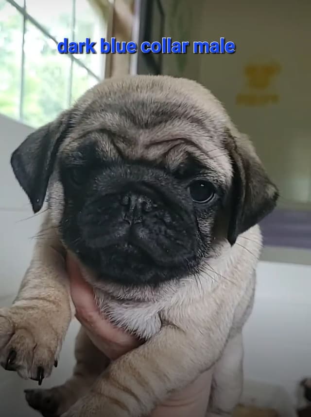 Pug Puppies media 4