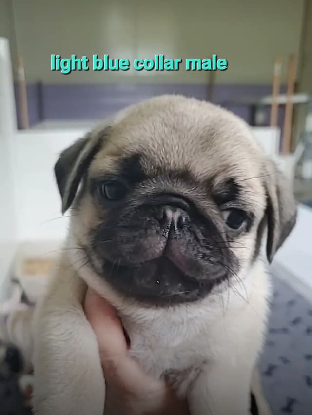 Pug Puppies media 3