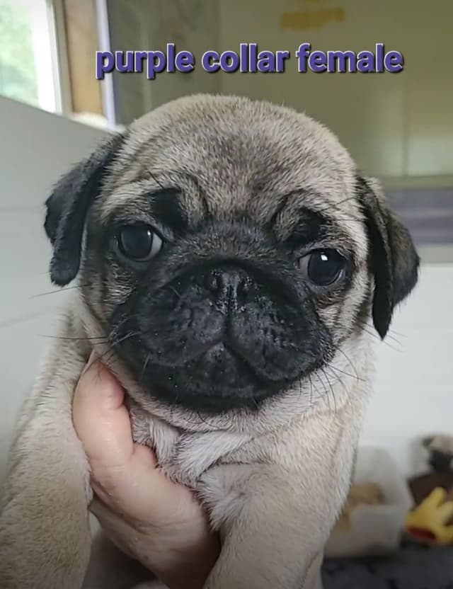 Pug Puppies media 2