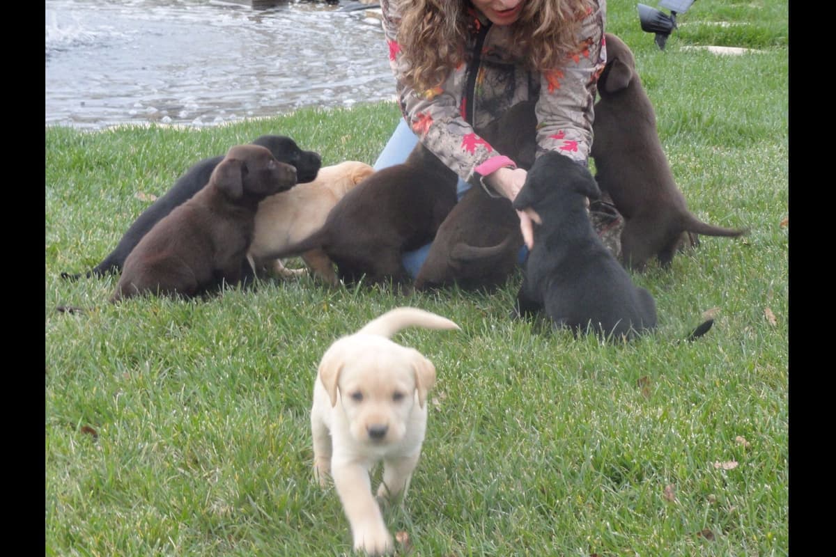 Labrador Retriever Puppies breeder image 1