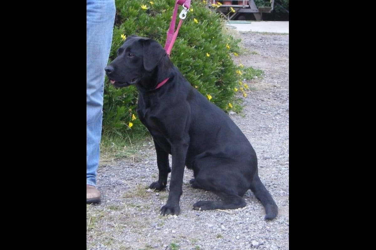 Labrador Retriever Puppies breeder image 4