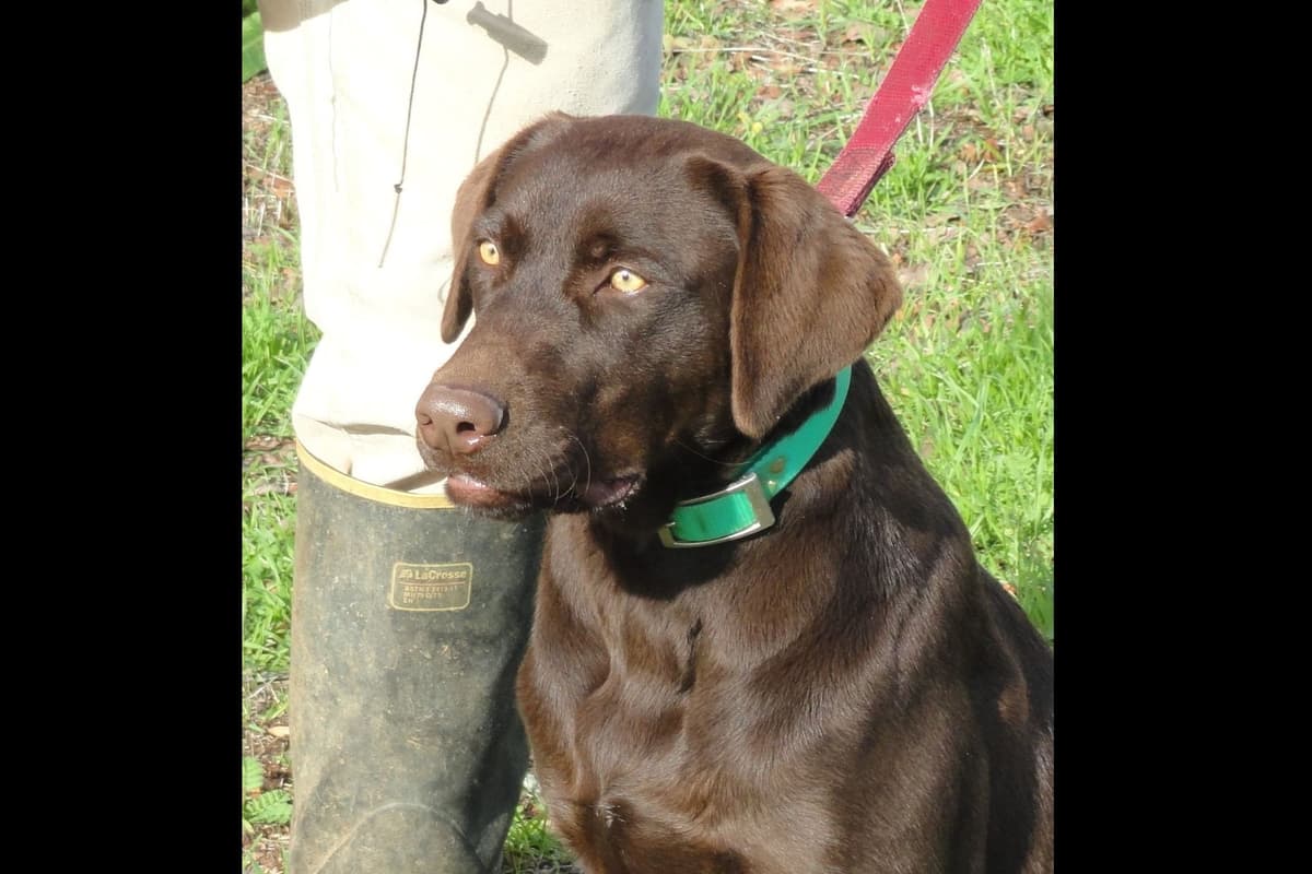 Labrador Retriever Puppies breeder image 5