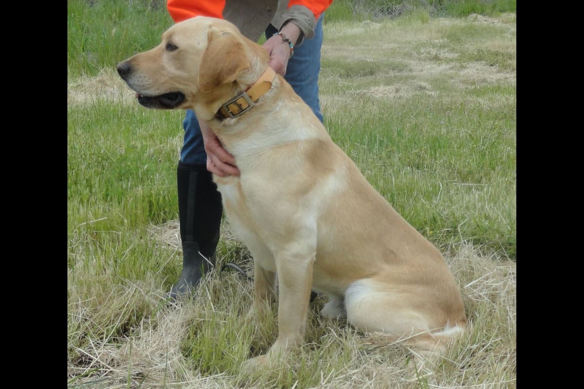 Labrador Retriever Puppies breeder image 3