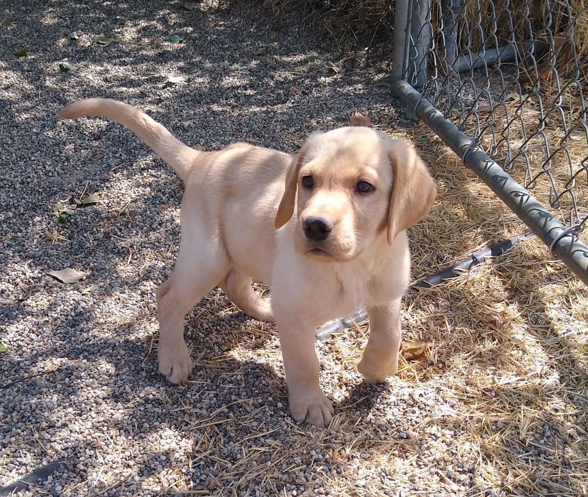 Labrador Retriever Puppies breeder image 8