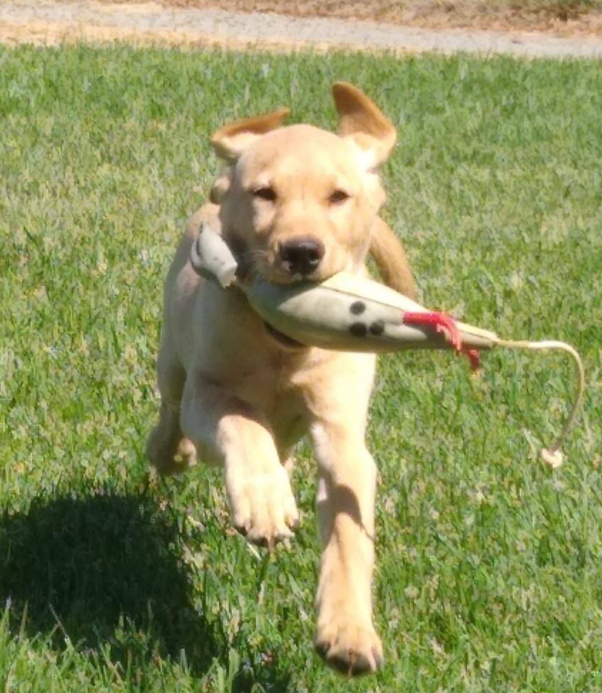 Labrador Retriever Puppies breeder image 9