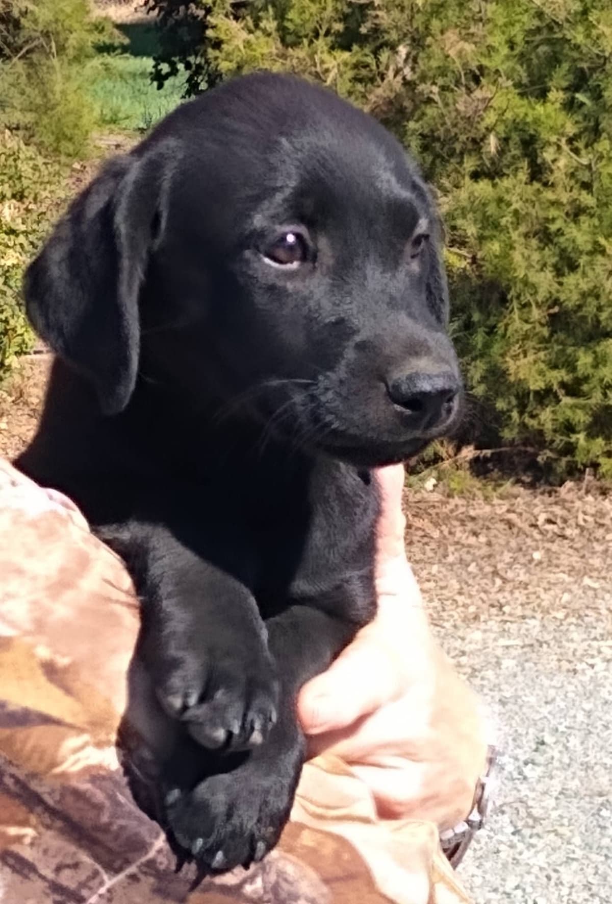 Labrador Retriever Puppies breeder image 10