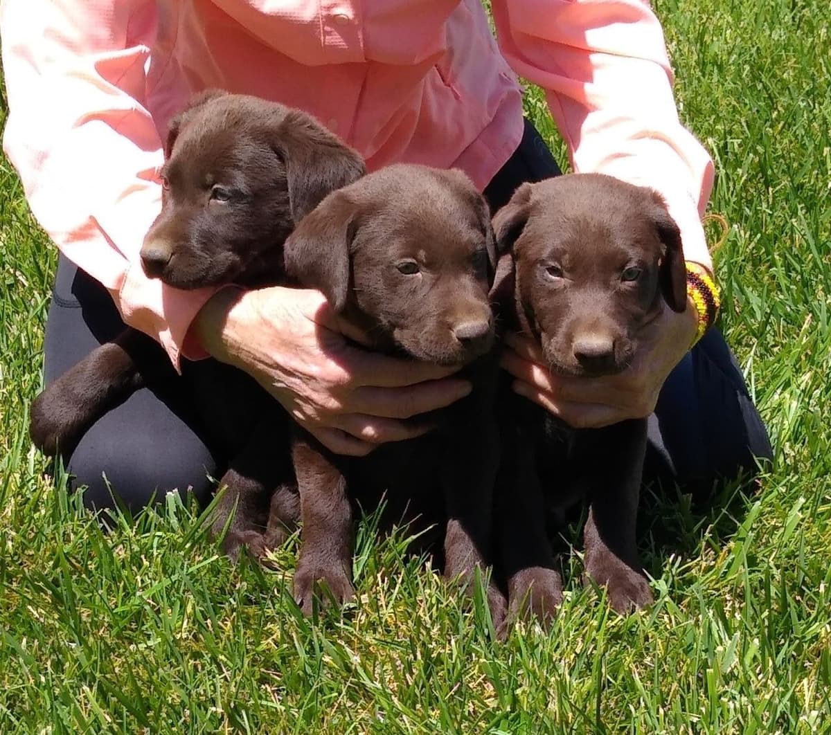 Labrador Retriever Puppies breeder image 11