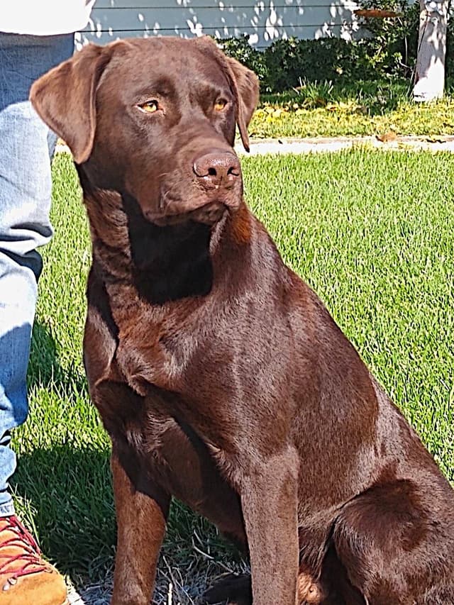 Labrador Retriever Puppies media 4