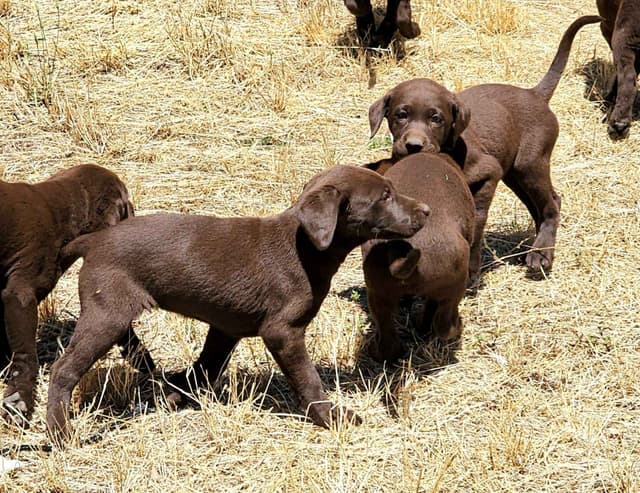 Labrador Retriever Puppies media 7
