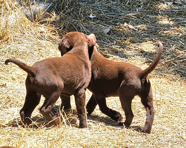 Labrador Retriever Puppies media 8