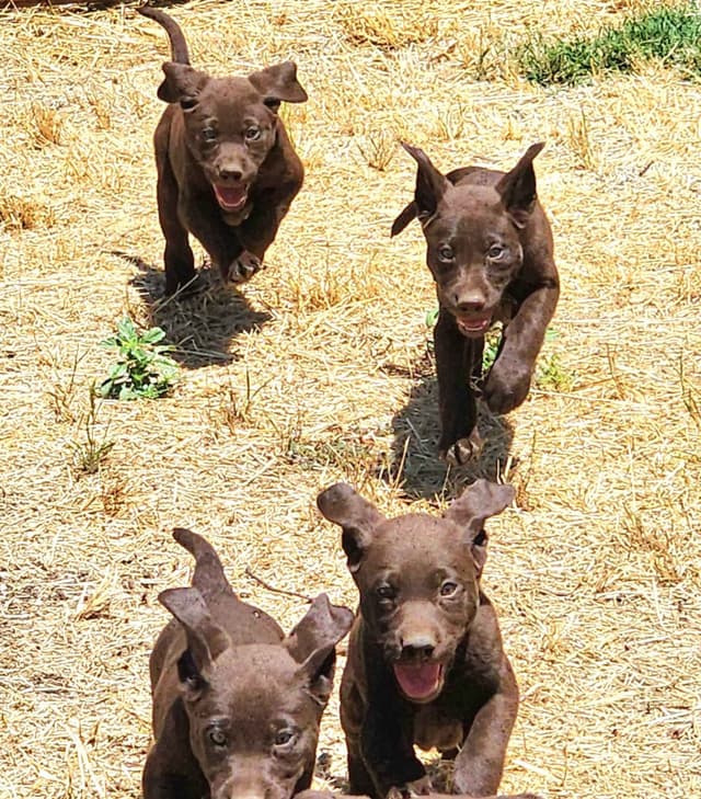 Labrador Retriever Puppies media 9