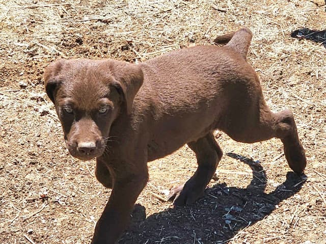 Labrador Retriever Puppies media 10