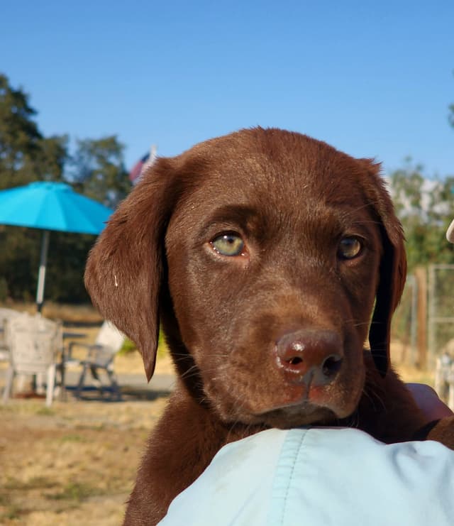Labrador Retriever Puppies media 11