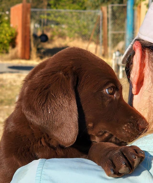 Labrador Retriever Puppies media 12
