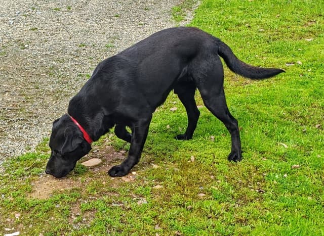 Labrador Retriever Puppies media 3