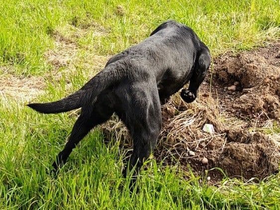 Labrador Retriever Puppies media 4