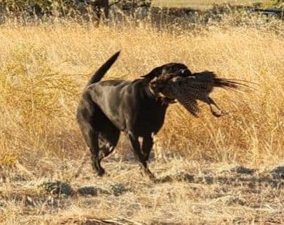 Labrador Retriever Puppies media 8