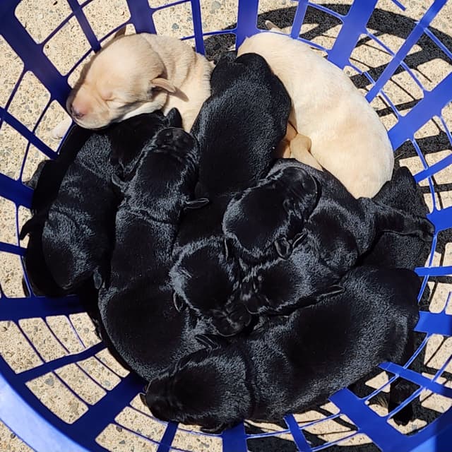 Labrador Retriever Puppies media 2