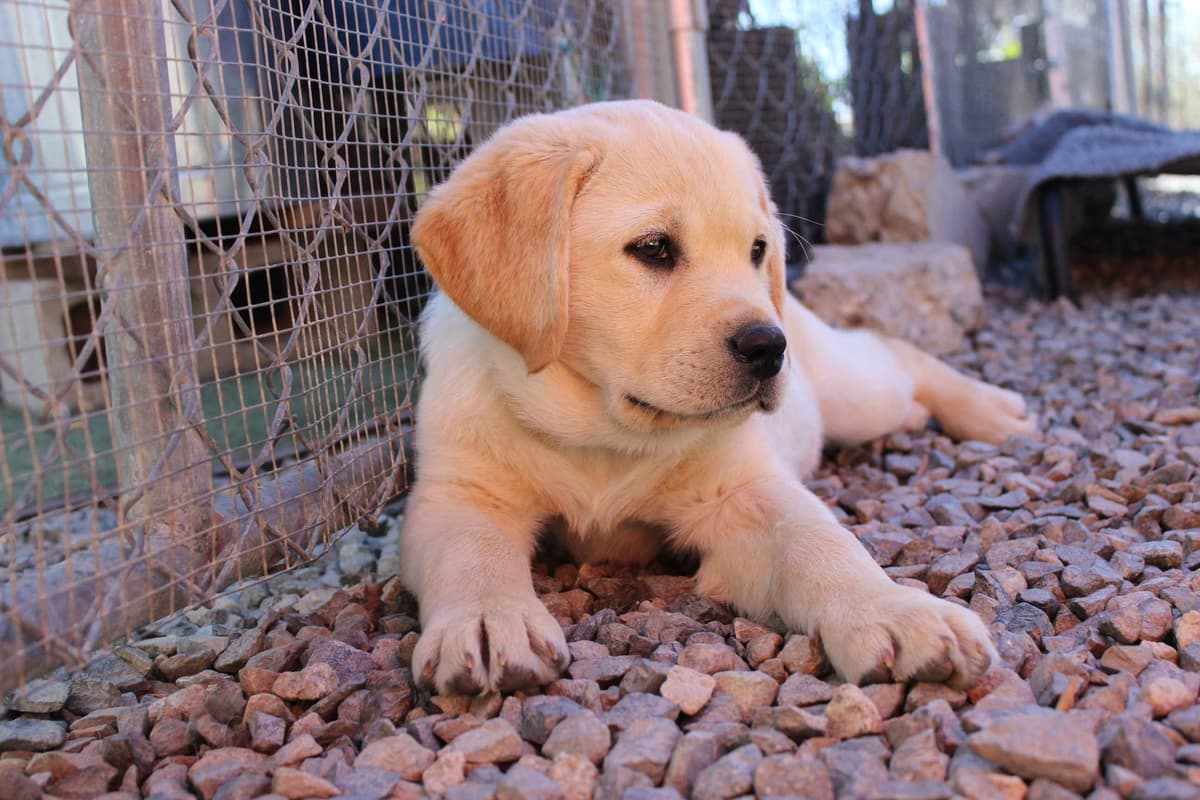 English Labrador Retriever Puppies breeder image 3