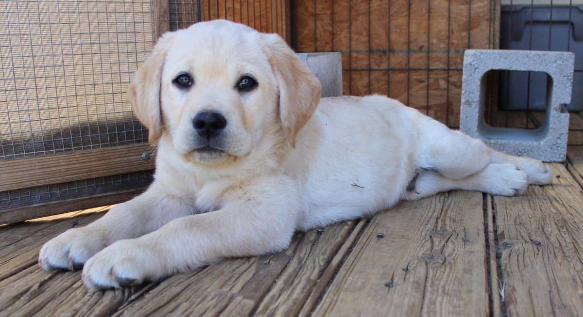 English Labrador Retriever Puppies breeder image 4