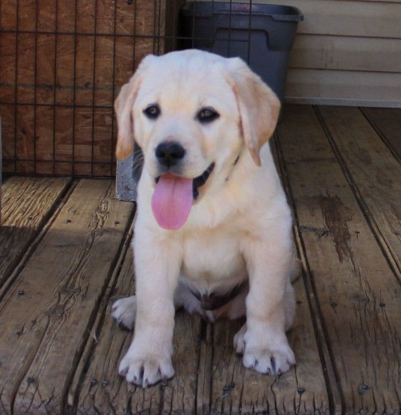 English Labrador Retriever Puppies breeder image 5