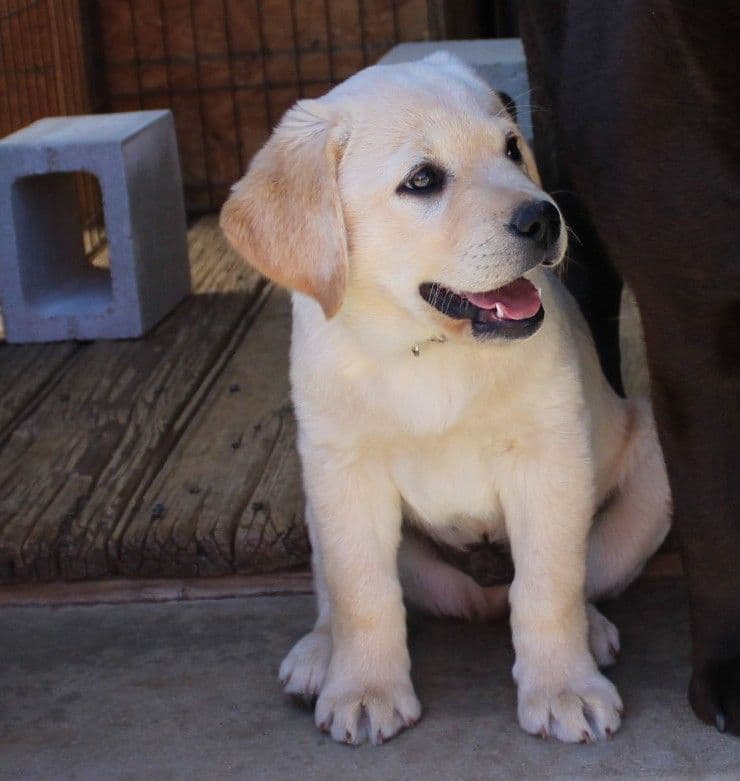 English Labrador Retriever Puppies breeder image 6