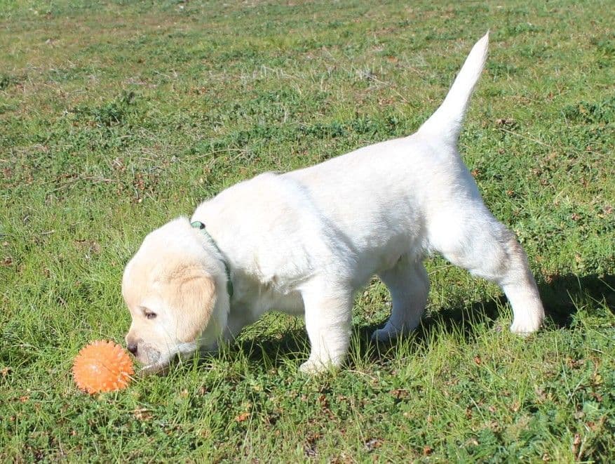 English Labrador Retriever Puppies breeder image 7