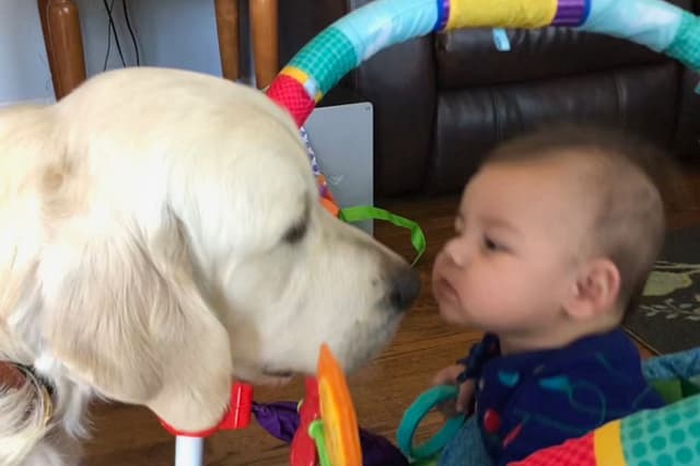English Cream Golden Retriever - Service Dog Prospect media 3
