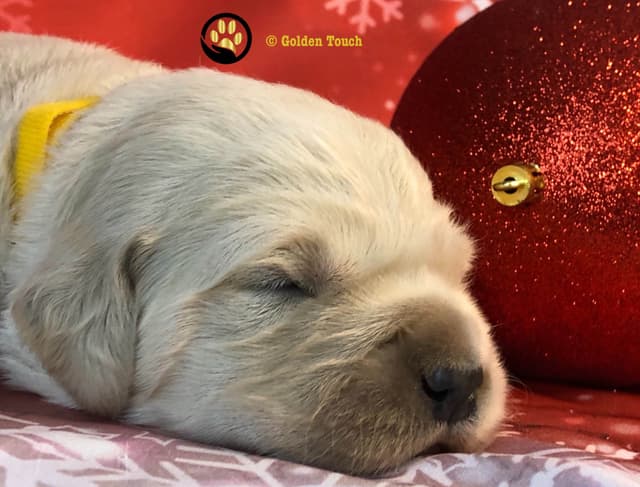 English Cream Golden Retriever - Service Dog Prospect media 5
