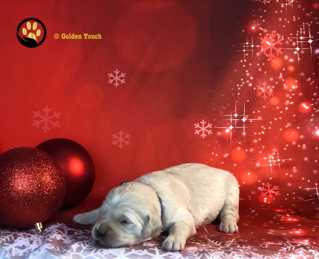 English Cream Golden Retriever - Service Dog Prospect media 6