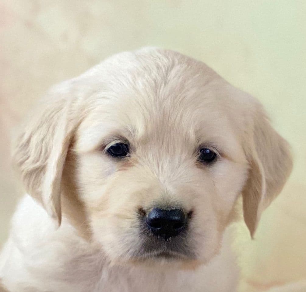 English Cream Golden Retriever - Service Dog Prospect breeder image 2