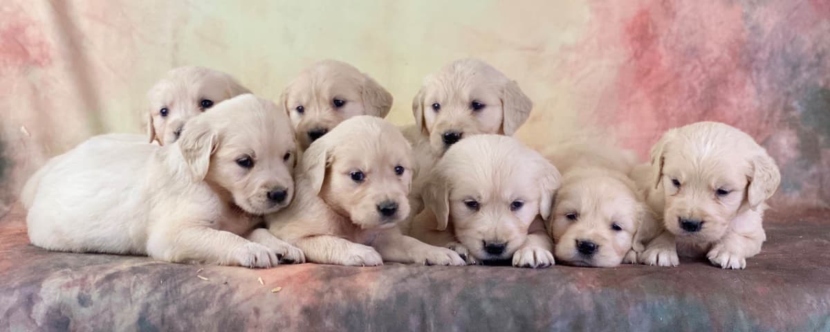 English Cream Golden Retriever - Service Dog Prospect breeder image 1