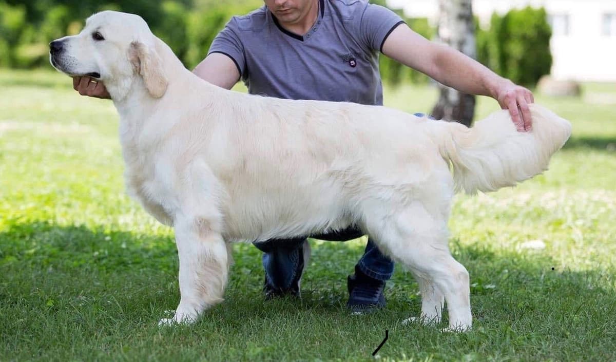 English Cream Golden Retriever - Service Dog Prospect breeder image 3