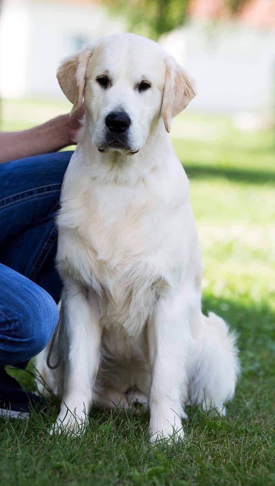 English Cream Golden Retriever - Service Dog Prospect breeder image 4