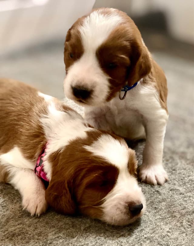 Welsh Springer Spaniel Puppies media 3