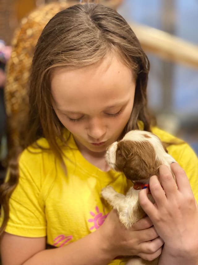 Welsh Springer Spaniel Puppies media 6