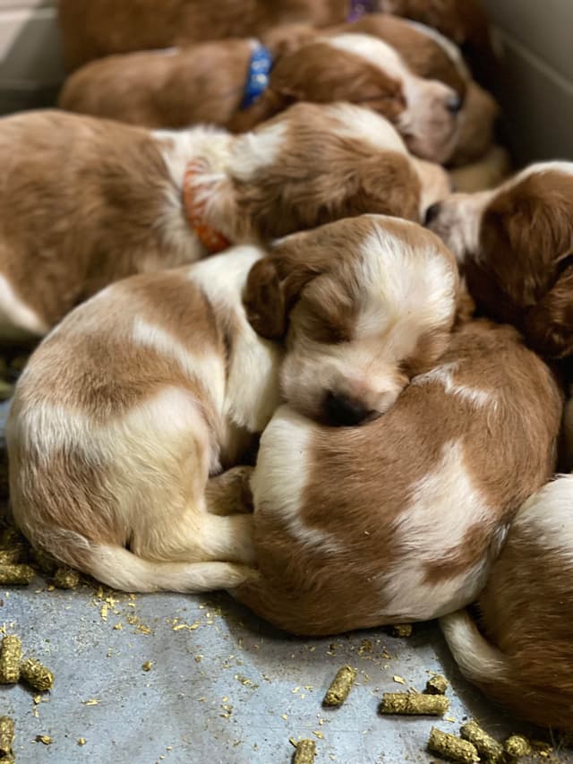 Welsh Springer Spaniel Puppies media 8