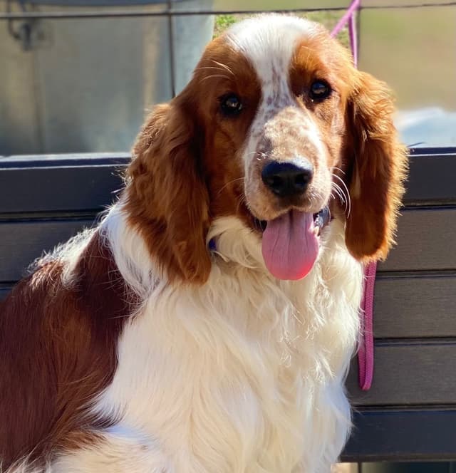 Welsh Springer Spaniel Puppies media 9