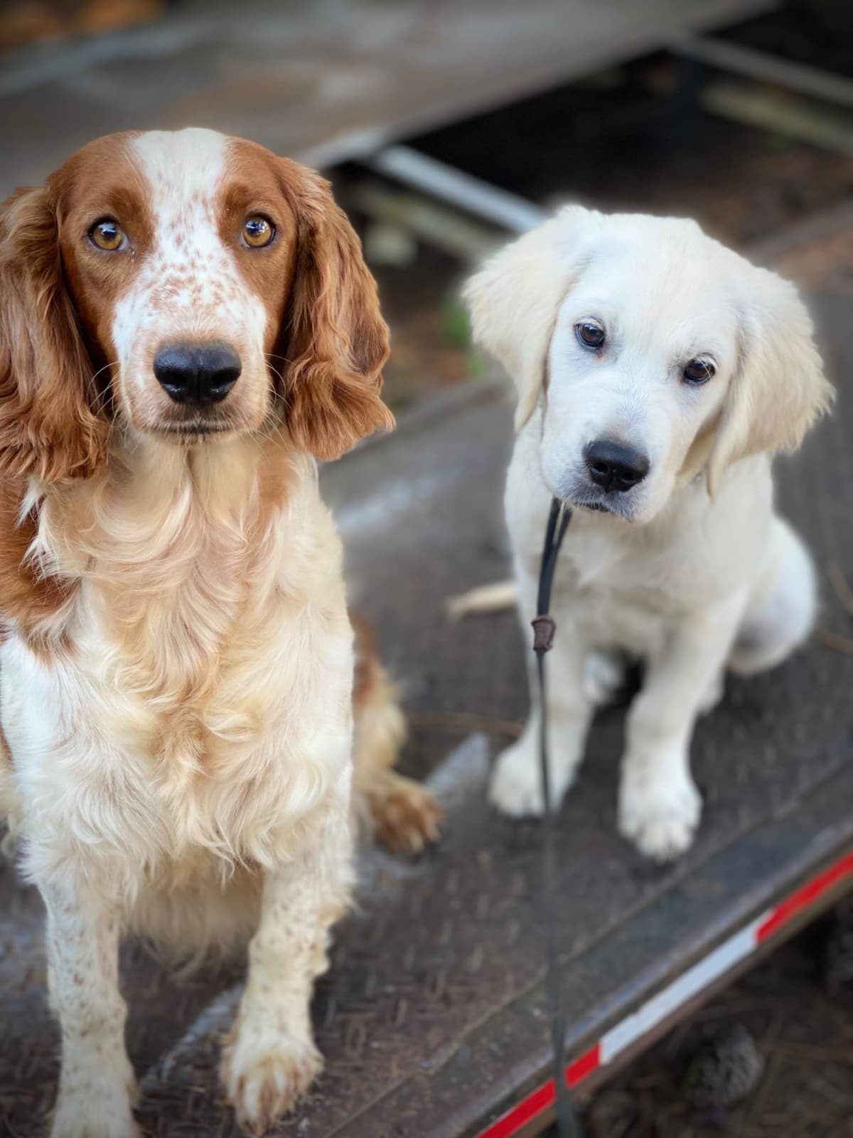 English Cream Golden Retriever - Service Dog Prospect breeder image 7