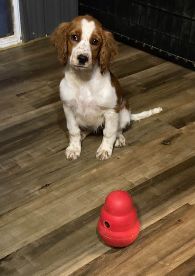 Welsh Springer Spaniel Puppies media 2