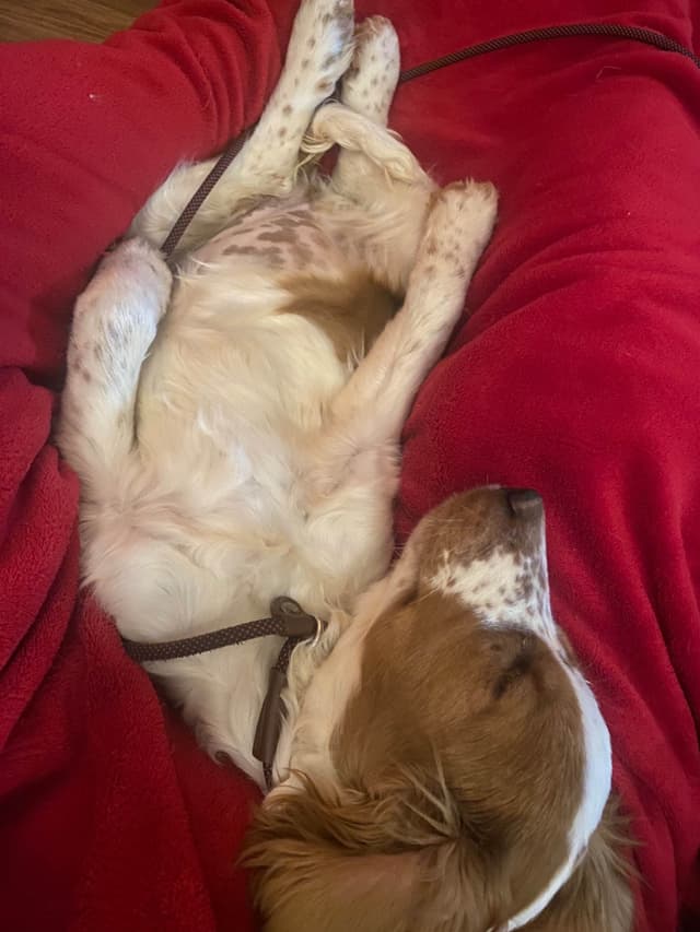 Welsh Springer Spaniel Puppies media 11