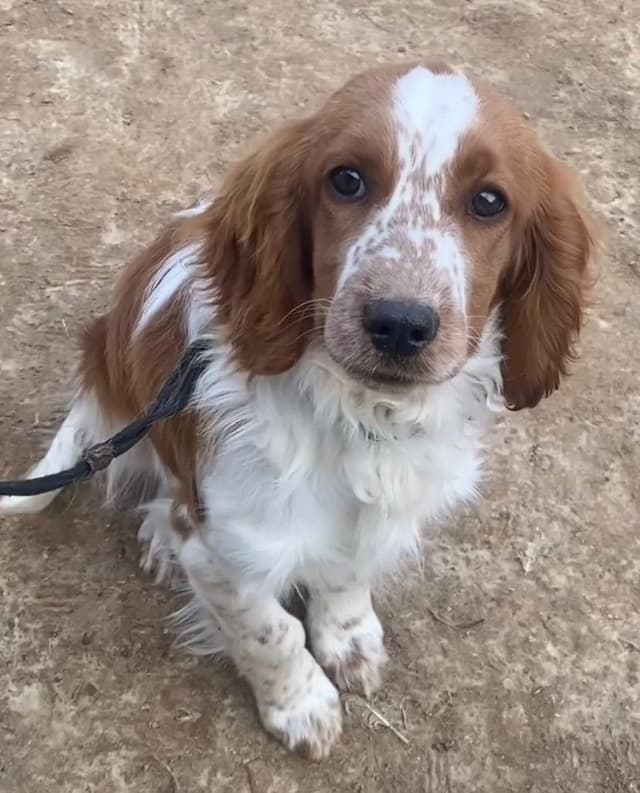 Welsh Springer Spaniel Puppies media 10