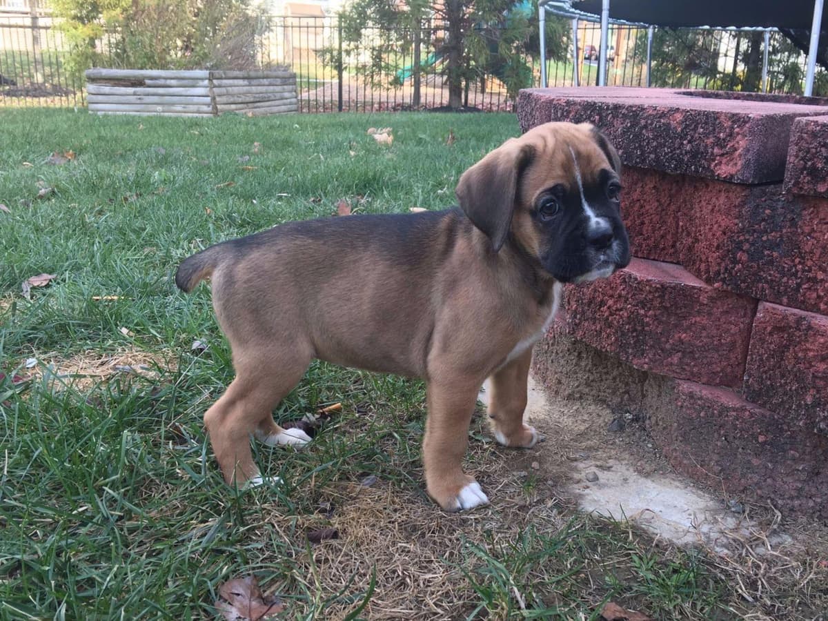 Cane Corso Puppies breeder image 1