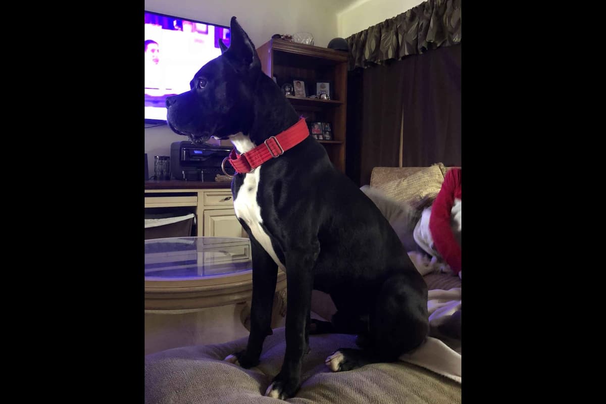Cane Corso Puppies breeder image 3