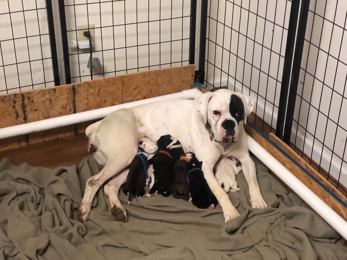 Cane Corso Puppies breeder image 6