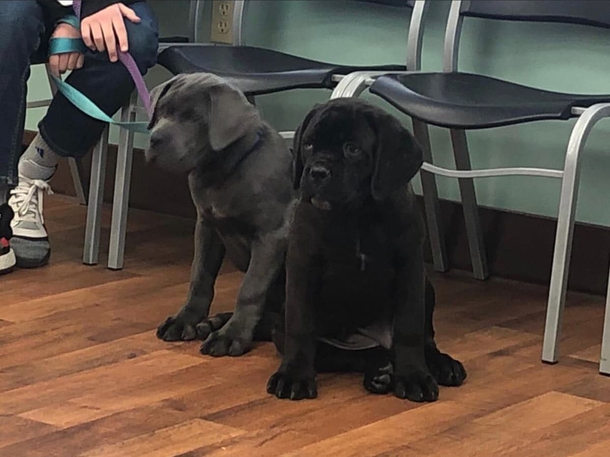 Cane Corso Puppies breeder image 8