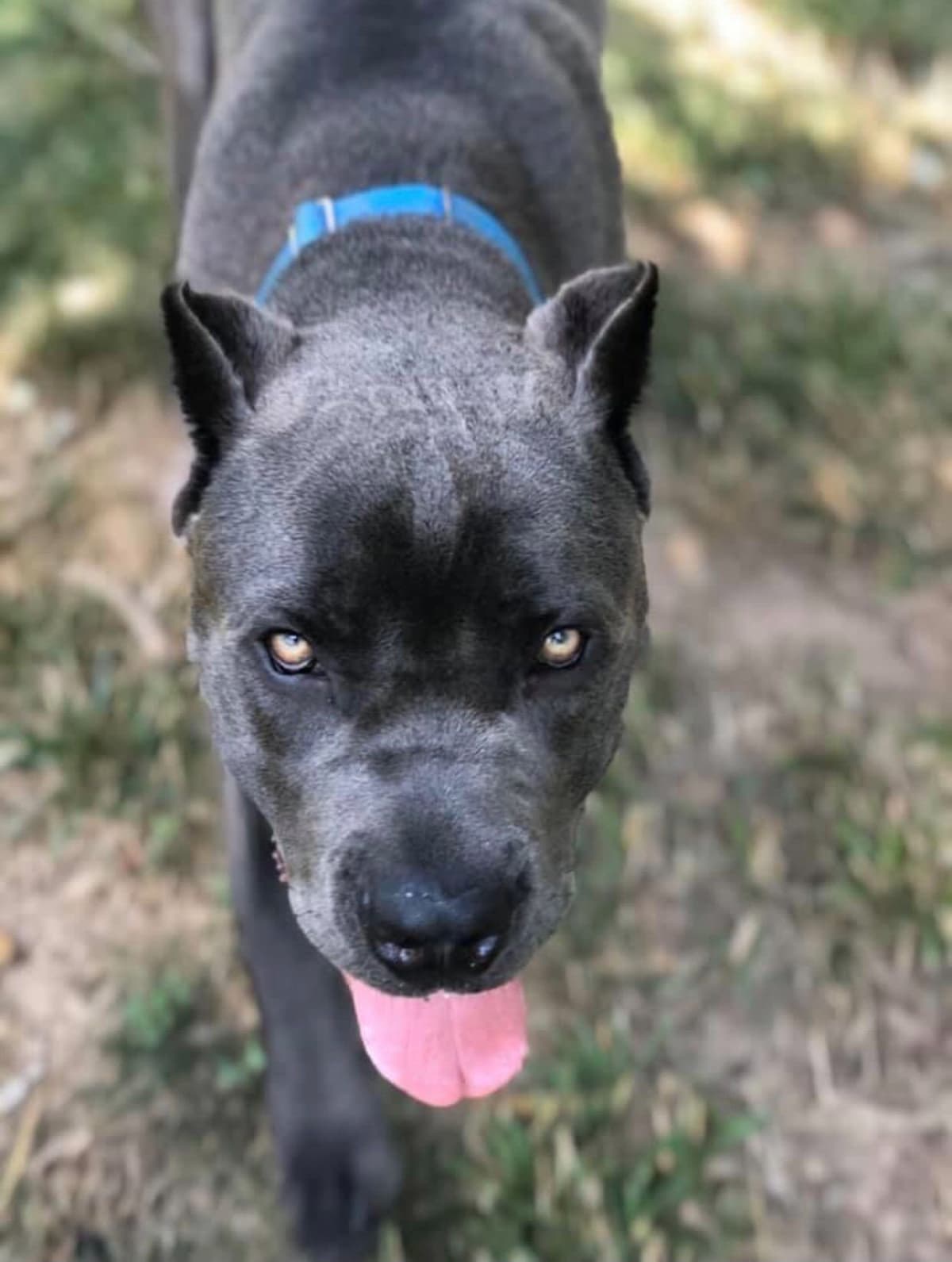 Cane Corso Puppies breeder image 9