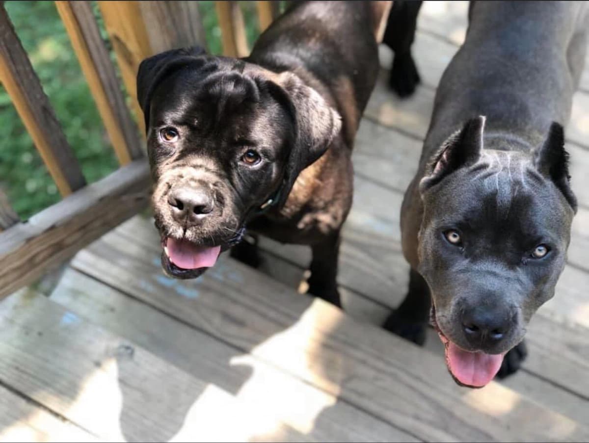 Cane Corso Puppies breeder image 12