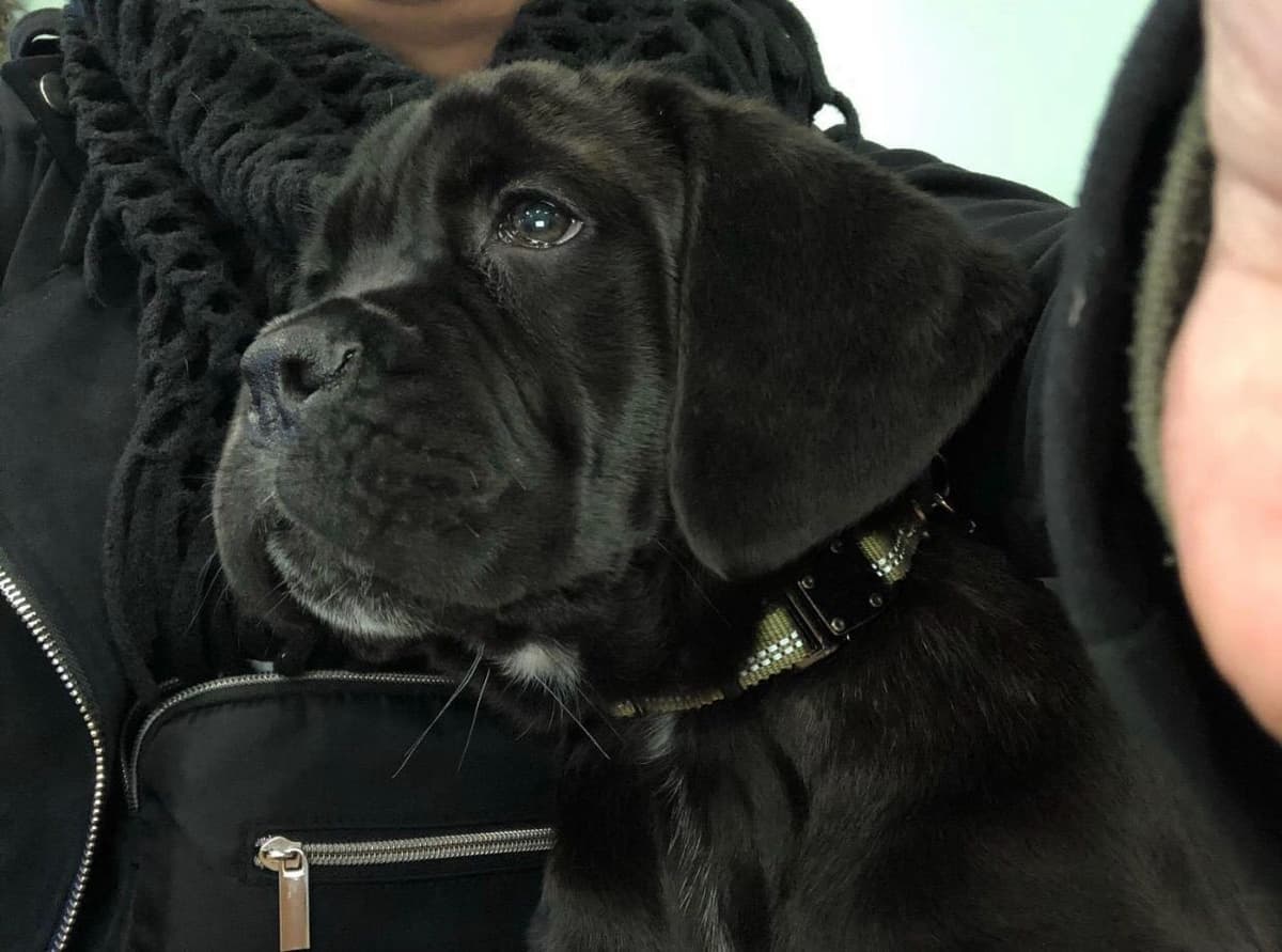 Cane Corso Puppies breeder image 13