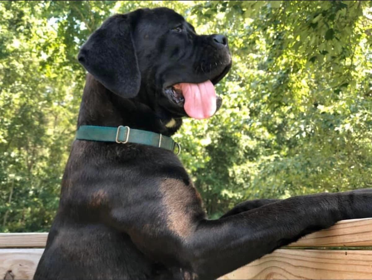 Cane Corso Puppies breeder image 14